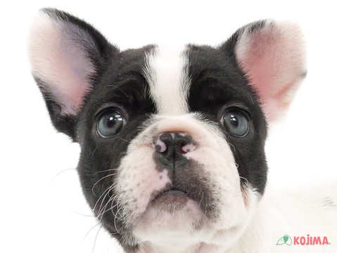 千葉県のフレンチブルドッグ (コジマウエルケアセンター/2025年3月9日生まれ/女の子/パイド)の子犬