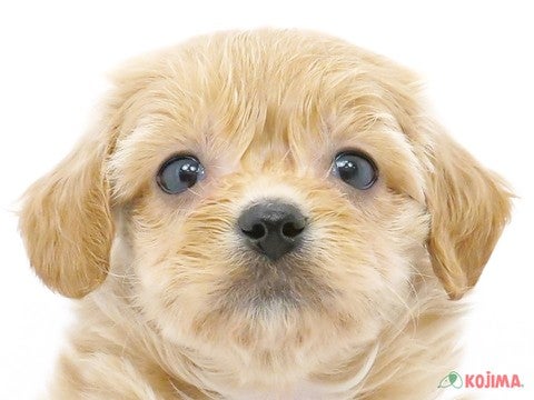 千葉県のマルプー(マルチーズ×プードル) (コジマウエルケアセンター/2025年3月9日生まれ/男の子/アプリコット)の子犬