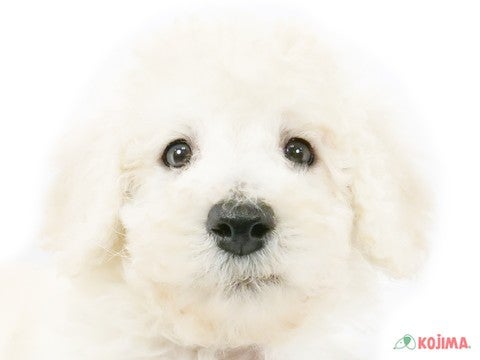 東京都のスタンダードプードル (コジマアリオ西新井店/2025年3月1日生まれ/男の子/クリーム)の子犬