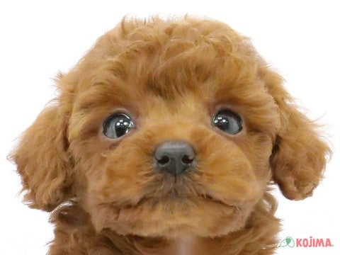 千葉県のトイプードル(トイ) (コジマウエルケアセンター/2025年3月10日生まれ/女の子/レッド)の子犬