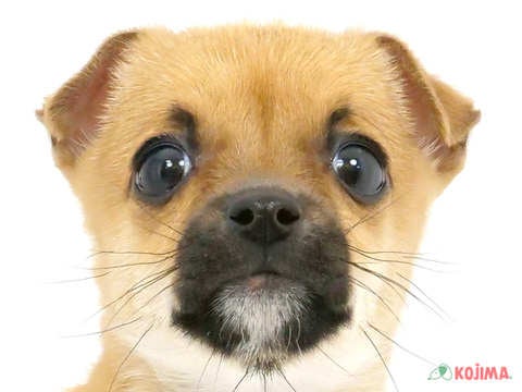 千葉県のハーフ犬・ミックス犬 (コジマウエルケアセンター/2025年3月10日生まれ/女の子/フォーン)の子犬
