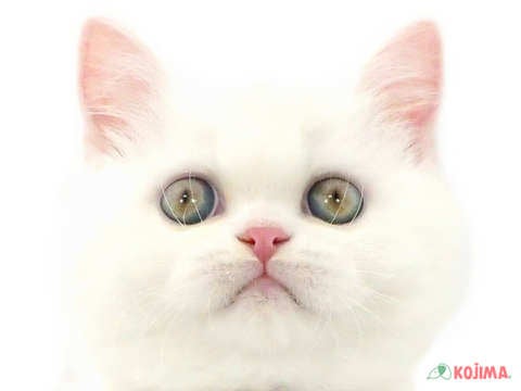 千葉県のエキゾチックショートヘアー (コジマウエルケアセンター/2025年3月7日生まれ/男の子/ホワイト)の子猫