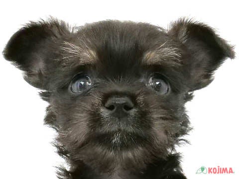 千葉県のハーフ犬・ミックス犬 (コジマウエルケアセンター/2025年3月11日生まれ/女の子/ブラックタン)の子犬