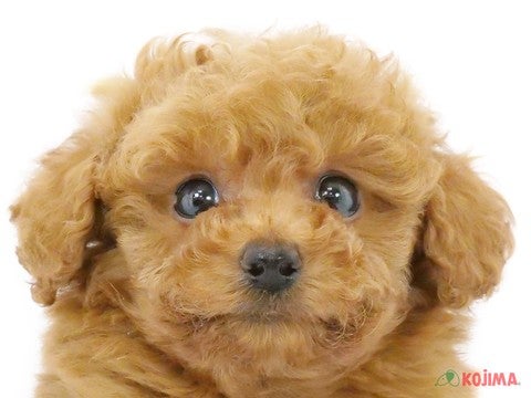 千葉県のトイプードル(トイ) (コジマウエルケアセンター/2025年3月8日生まれ/男の子/レッド)の子犬