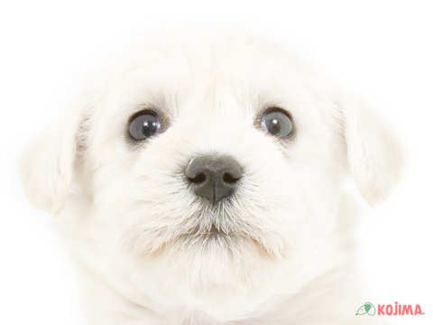 千葉県のハーフ犬・ミックス犬 (コジマウエルケアセンター/2025年3月10日生まれ/女の子/ホワイト)の子犬