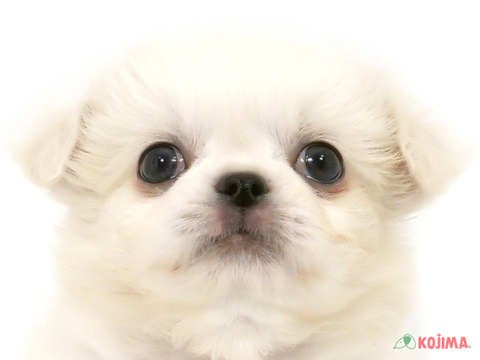 神奈川県のチワペキ/ペキチー/ペキチワ(チワワ×ペキニーズ) (コジマニトリモール相模原店/2025年3月12日生まれ/男の子/ホワイトクリーム)の子犬