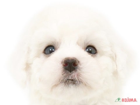 千葉県のビションフリーゼ (コジマウエルケアセンター/2025年3月13日生まれ/男の子/ホワイト)の子犬