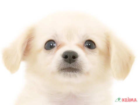 千葉県のチワックス(チワワ×ダックス) (コジマウエルケアセンター/2025年3月13日生まれ/男の子/クリーム)の子犬