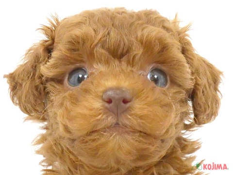 千葉県のトイプードル(トイ) (コジマウエルケアセンター/2025年3月12日生まれ/女の子/レッド)の子犬