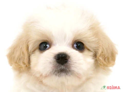 千葉県のペキマル/マルペキ(ペキニーズ×マルチーズ) (コジマウエルケアセンター/2025年3月10日生まれ/女の子/クリーム)の子犬