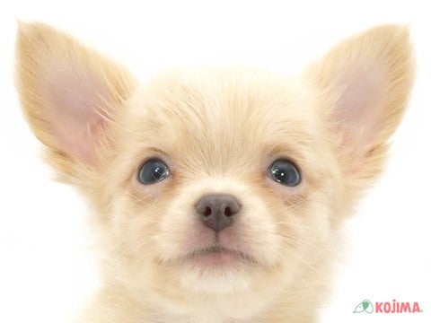 千葉県のチワワ(ロング) (コジマウエルケアセンター/2025年3月11日生まれ/男の子/クリーム)の子犬