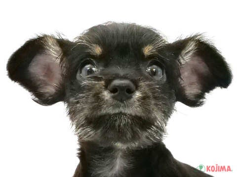 千葉県のハーフ犬・ミックス犬 (コジマウエルケアセンター/2025年3月11日生まれ/男の子/ブラックタン)の子犬