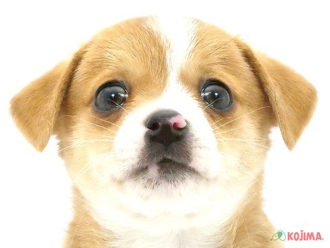 千葉県のハーフ犬・ミックス犬 (コジマウエルケアセンター/2025年3月12日生まれ/男の子/タンホワイト)の子犬