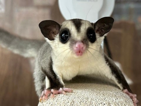 かわいいホワイトフェイスちゃんが２匹います😊