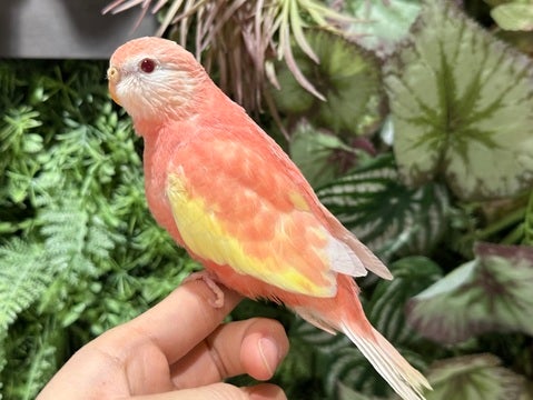 綺麗なお色の子です✨✨