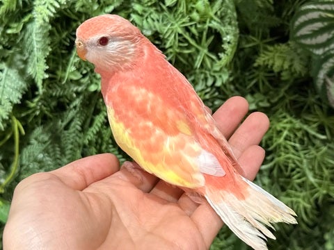 是非お店でご覧ください✨