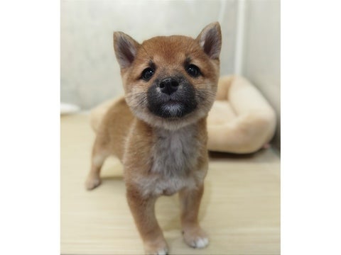 5/10　アイラインばっちしな濃ゆめ顔のまめしばちゃんなのです🌼