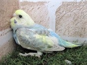※撮影日、2025年5月10日※成長し写真とは異なる場合がございます※