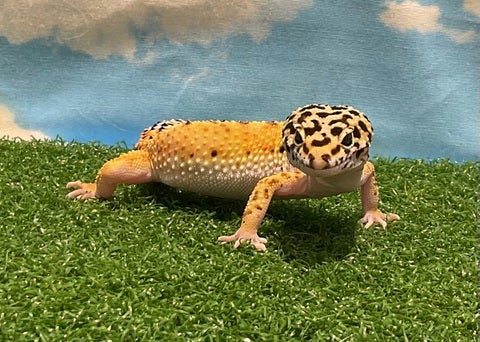 2025/05/10
