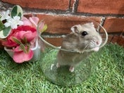 写真はイメージです。