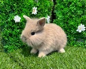 ライオンラビット