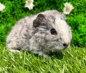 ティディーモルモット