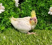 オカメインコ ヒナ (シロ)