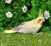 オカメインコ ヒナ (色変わり)
