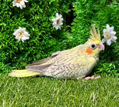 ☆5月10日撮影☆