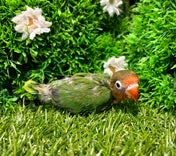 ルリコシボタンインコ ヒナ