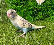 セキセイインコ ヒナ