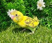 セキセイインコ ヒナ