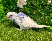 セキセイインコ ヒナ