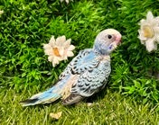 セキセイインコ ヒナ