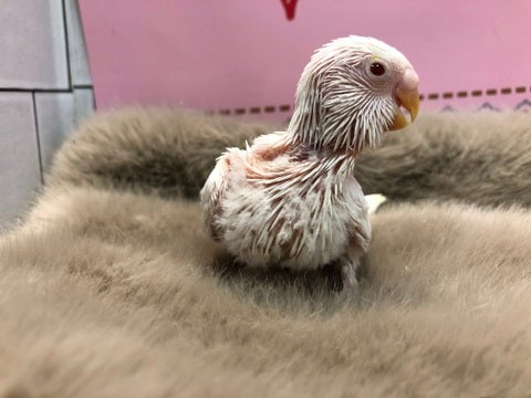 綺麗なアルビノちゃんです✨