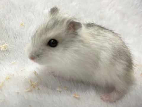 少しグレーが入ってる子です🩵