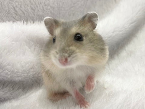キュルキュルおめめが可愛い♡