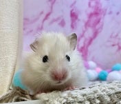 長毛ハムスター
