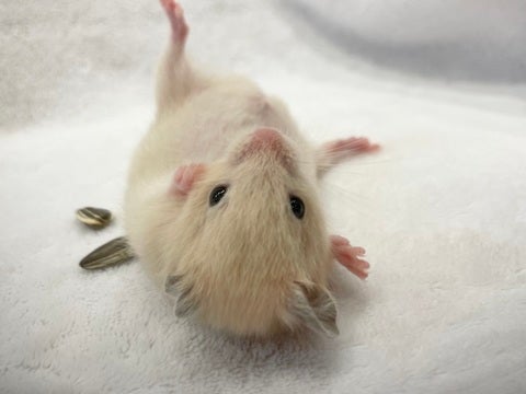 すぐコロンします♡