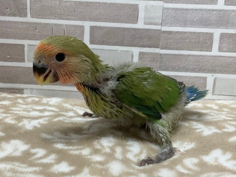 これからの成長が楽しみです⭐️
