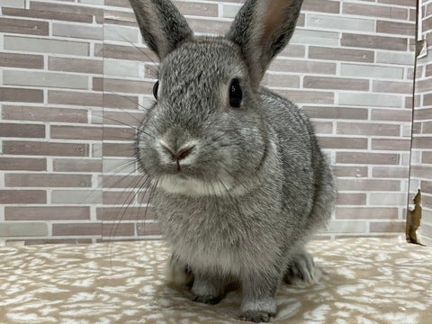 可愛いお顔ですね😍
