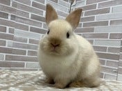 色合いがとても可愛いです✨