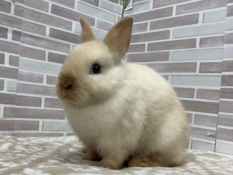 全体的に丸っこい感じが可愛いです🥰