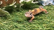 【5月10日撮影】カメラ目線いただきました