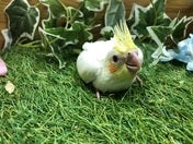 【5月10日撮影】ご飯上手に食べてくれます