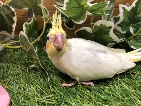 【5月10日撮影】