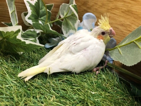 【5月10日撮影】