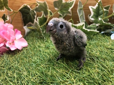 【5月10日撮影】
