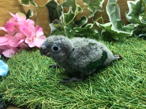 【5月10日撮影】