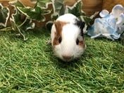 【5月10日撮影】